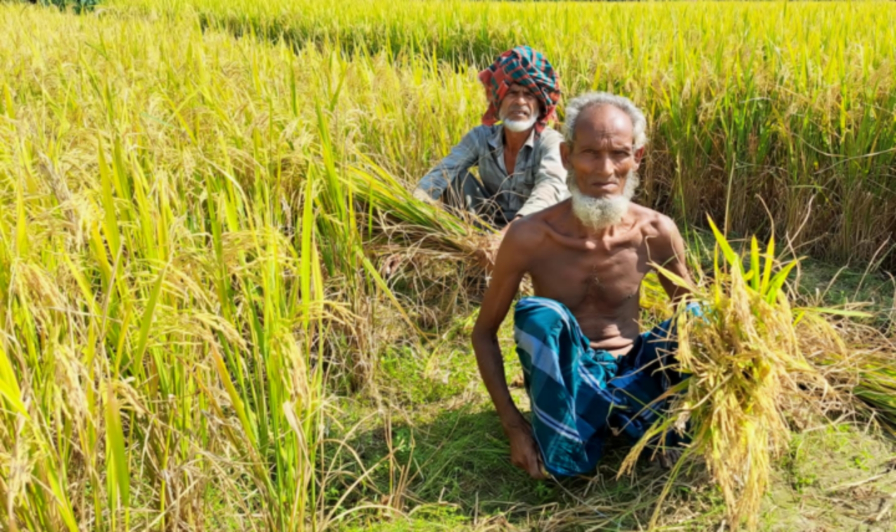 কটিয়াদীতে আমন ধান কাটায় ব্যস্ত কৃষক