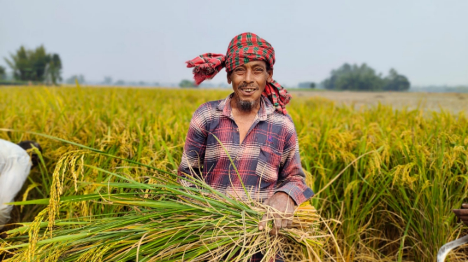 সোনালী ধান ঘরে তুলতে ব্যস্ত রাণীশংকৈলের কৃষকেরা