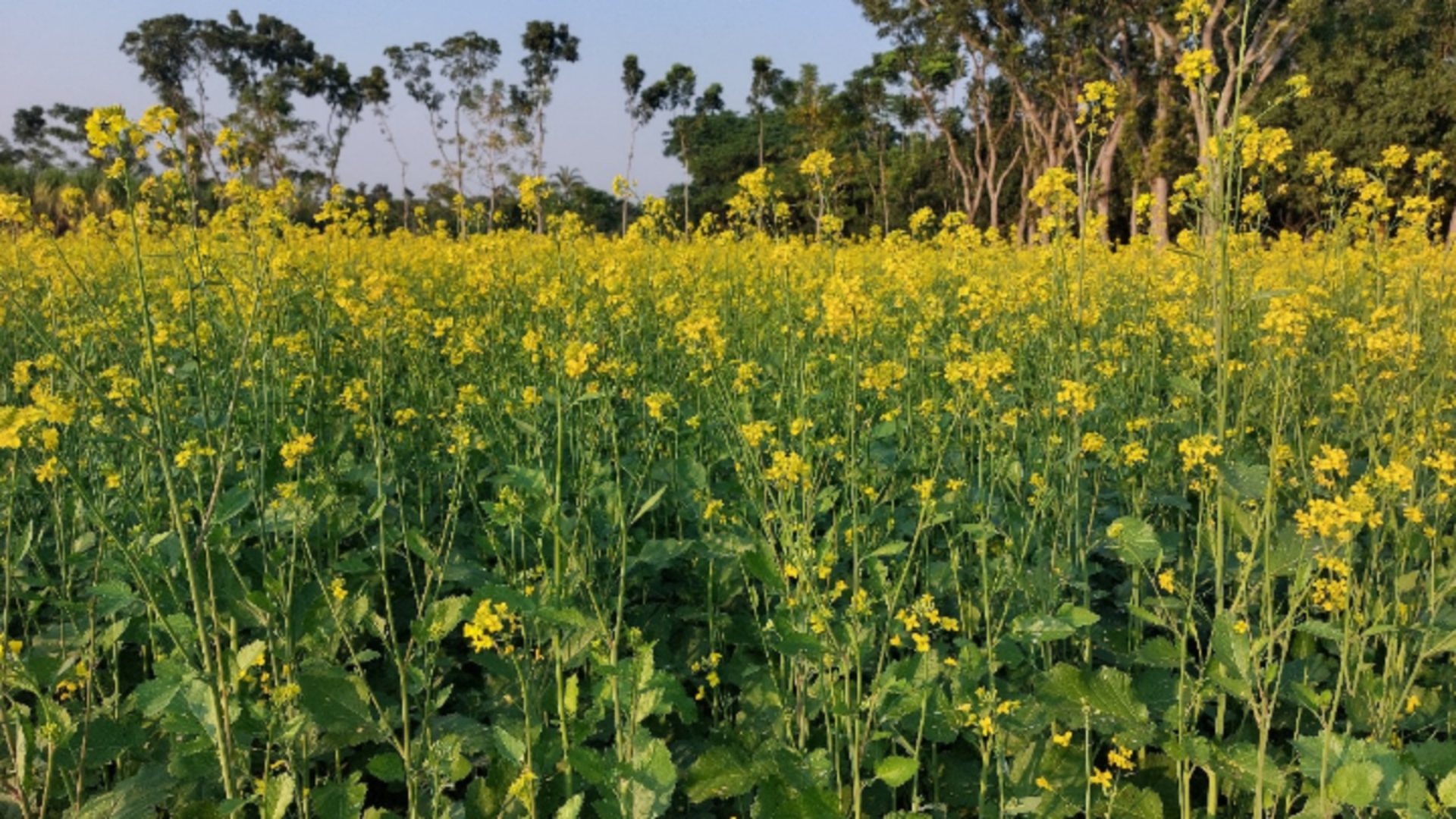 সরিষার ফুলে দুলছে কৃষকের রঙিন স্বপ্ন