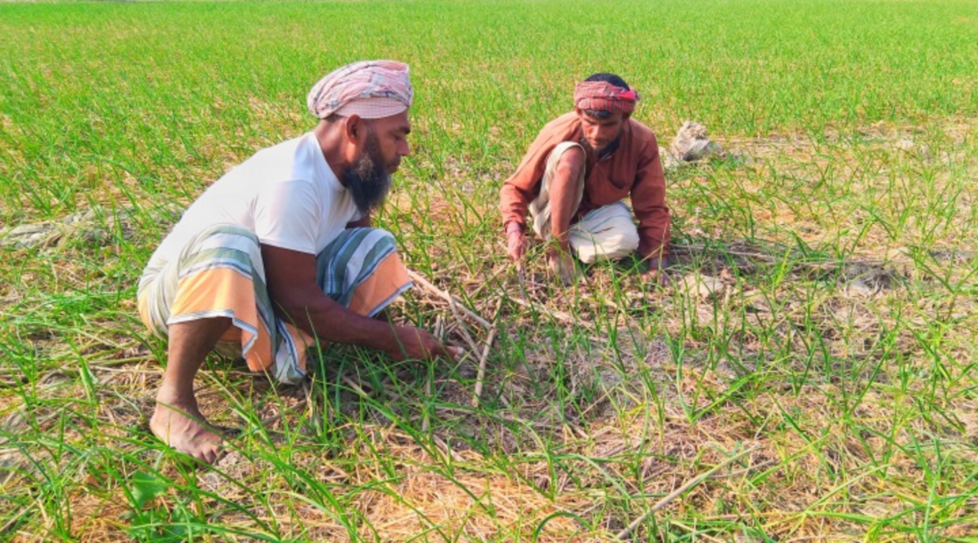 রসুন চাষে ব্যস্ত সময় পার করছে কৃষকরা