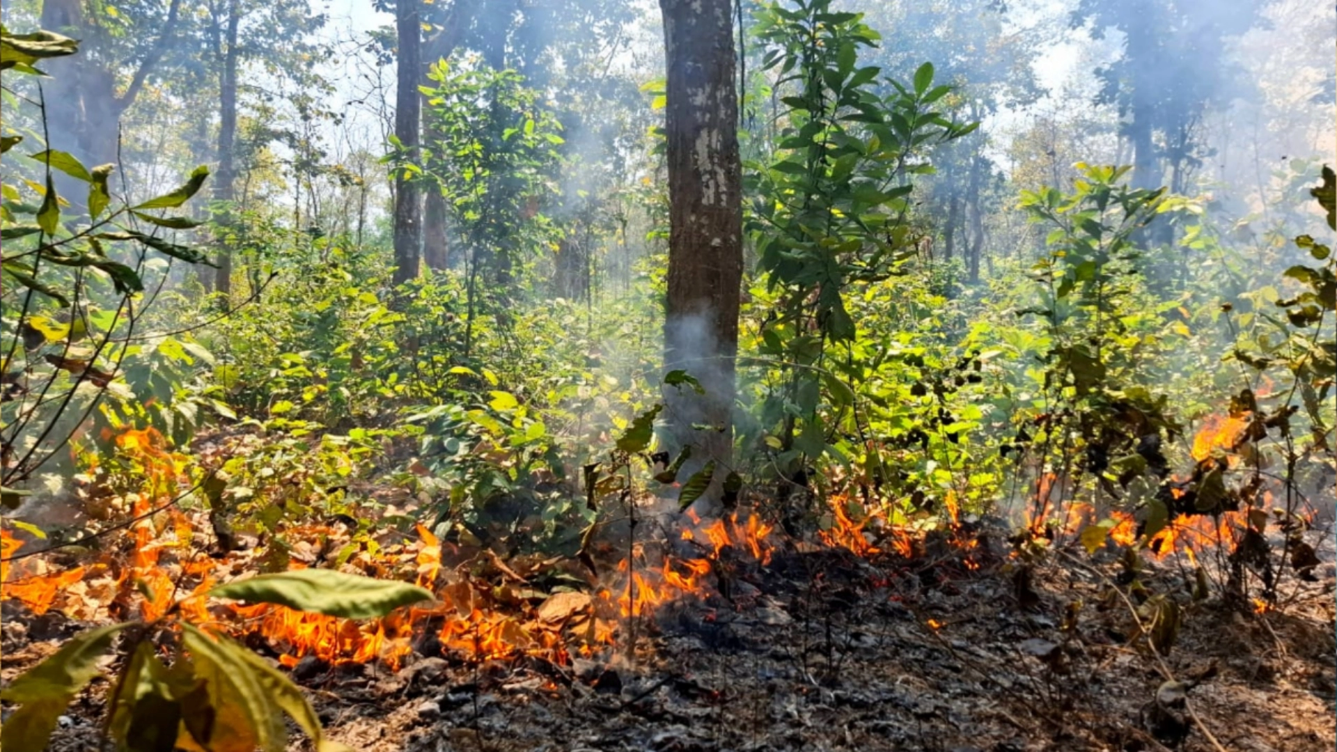 শেরপুরে গারো পাহাড়ের বনে আগুন: পুড়ছে বন্যপ্রাণী