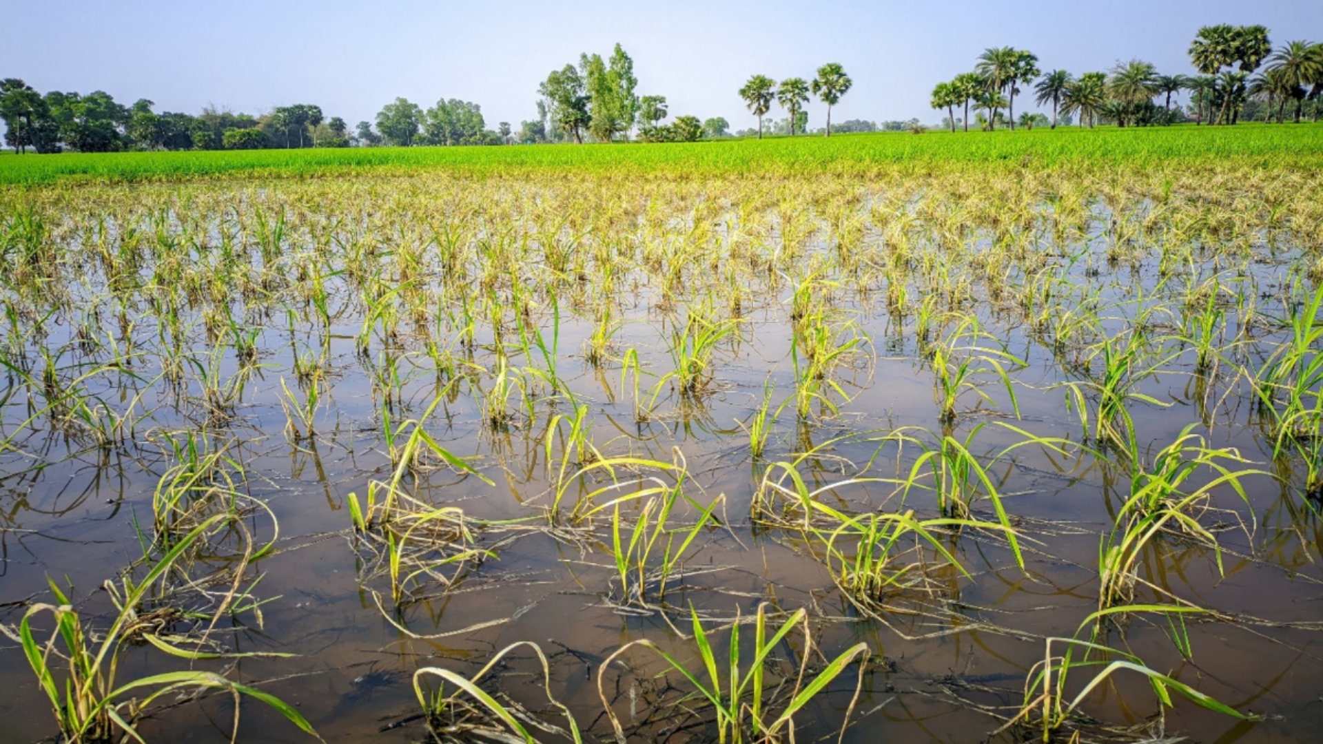 শ্বশুর নষ্ট করল জামাইয়ের ধান, থানায় অভিযোগ