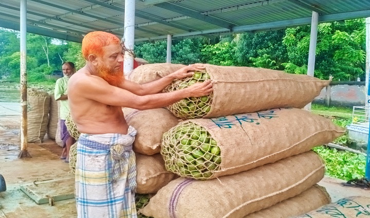 পিরোজপুরে আমড়ার ফলন কম, বিপাকে চাষীরা