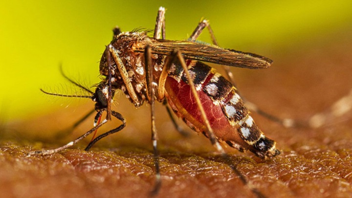 কিশোরগঞ্জে ২৪ ঘণ্টায় ১১ ডেঙ্গু রোগী শনাক্ত