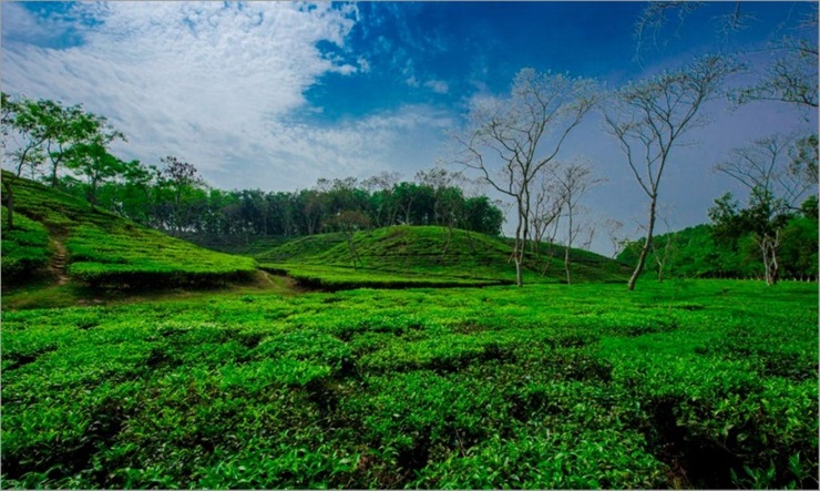 সিলেটে শ্রমিকদের বিক্ষোভ, ১২ বাগানে চা উৎপাদন বন্ধ