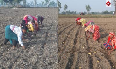 ঠাকুরগাঁওয়ে আলু চাষে ঝুঁকছেন কৃষকরা