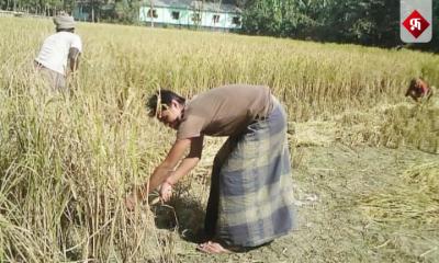 আজ বাঙালির ঘরে ঘরে নবান্ন উৎসব