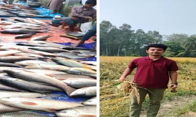 উত্তরাঞ্চলে কয়েকটি জেলায় চলছে নবান্ন উৎসব