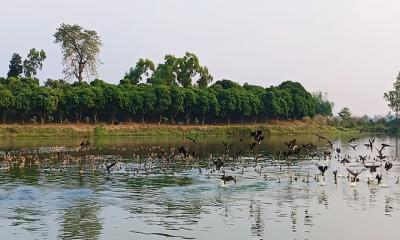 অতিথি পাখিতে মুখরিত রামরাই দিঘি