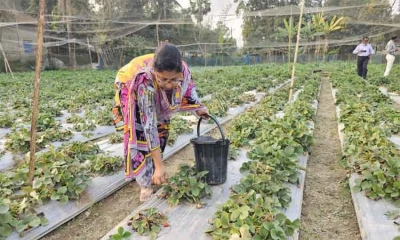 শ্রীপুরে স্ট্রবেরি চাষে ব্যাপক সফল আইনজীবী দম্পতি