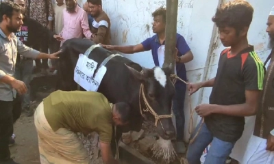 ধানমন্ডি ৩২-এ গরু দিয়ে ভুঁড়িভোজের আয়োজন