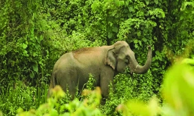 কাপ্তাইয়ে প্রসবকালে বন্য হাতি ও শাবকের মৃত্যু