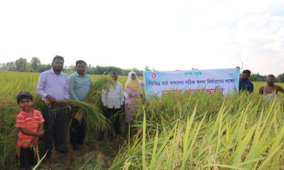 বালিয়াডাঙ্গীতে ব্রি ধান-১০৩ এর নমুনা শস্য কর্তন