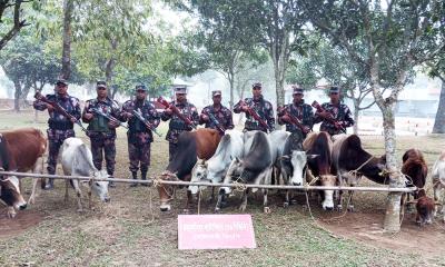 হালুয়াঘাট সীমান্তে ভারতীয় জিরা-গরু আটক করল বিজিবি