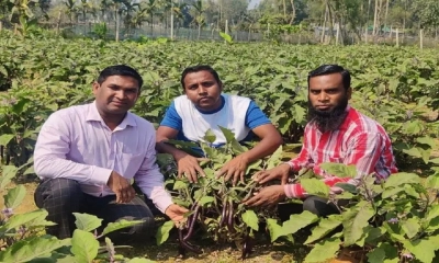 বেগুনের দাম ভালো হওয়ায় কৃষকের মুখে হাসি