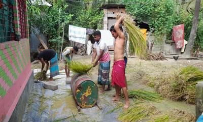 গফরগাঁওয়ে আমন ধান কাটা-মাড়াই শুরু, বাম্পার ফলনের আশা