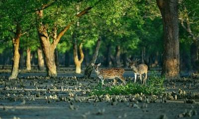 তিন মাস বন্ধ থাকার পর খুলছে সুন্দরবনের দুয়ার