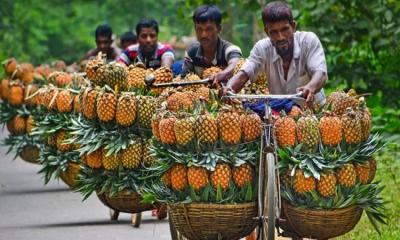 জিআই পণ্যের স্বীকৃতি পেলো মধুপুরের আনারস