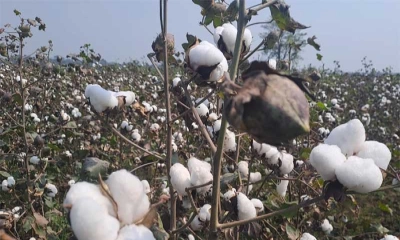 ময়মনসিংহে তুলার বাম্পার ফলন, খুশি কৃষকরা