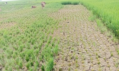 একপক্ষের কাঁচা ধান কেটে নিয়ে গেল বিএনপির অন্যপক্ষ