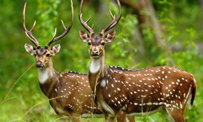 হরিণের মাংস ফেলে শিকারিরা পলাতক