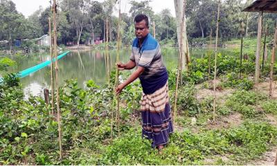 গাছের সাথে এ কেমন শত্রুতা