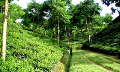 শিশিরের শুভ্রতায় ঘুরে আসুন কমলগঞ্জ