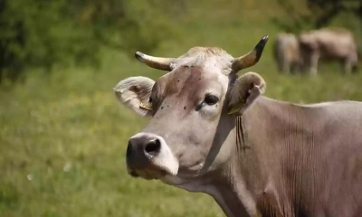 ভারতে গরুকে ‘রাষ্ট্রমাতা’ ঘোষণার দাবি