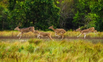 আজ সুন্দরবন দিবস