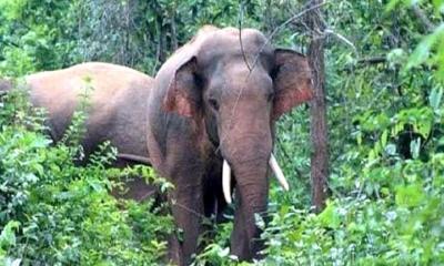 চকরিয়ায় বন্যহাতির হামলায় বৃদ্ধার মৃত্যু