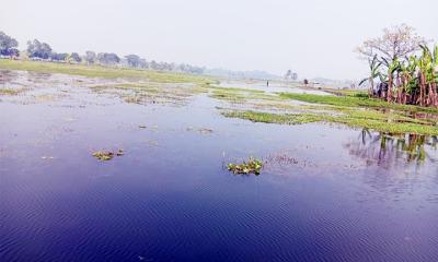 সাতক্ষীরা স্থায়ী জলাবদ্ধতায় ইরি-বোরো আবাদ অনিশ্চিত