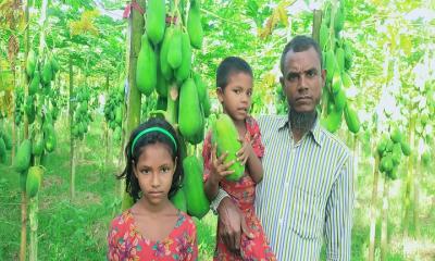 নান্দাইলে পেঁপে চাষ করে লাখপতি শাহজাহান