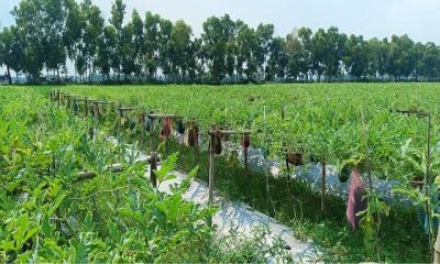 পাঁচবিবিতে অসময়ে মাচায় তরমুজ ফলিয়ে খুশি চাষিরা