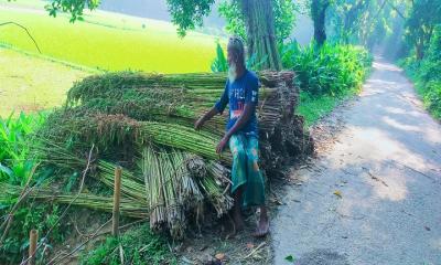 নান্দাইলে পানির অভাবে পাট জাগ দেওয়া নিয়ে বিপাকে চাষি