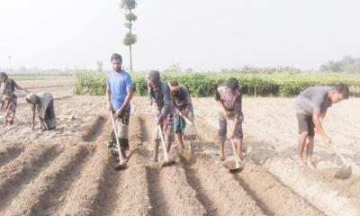 পাঁচবিবিতে আগাম আলু রোপণে ব্যস্ত কৃষক