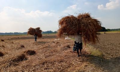 হরিরামপুরে আমন ধানের বাম্পার ফলন