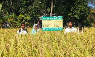 নান্দাইলে আমন ধানের রাজস্ব প্রদর্শনীর শস্য কর্তন