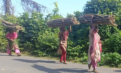 জঙ্গল থেকে কাঁঠ কুড়িয়ে চলে তাদের জীবন-জীবিকা