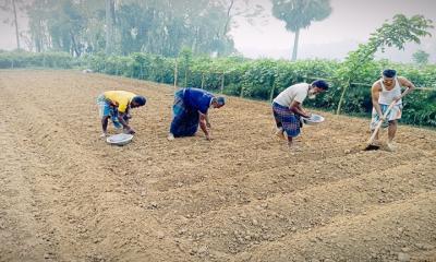 আলুর বীজের দাম বেশি, উৎপাদন খরচ বাড়ায় বিপাকে কৃষক