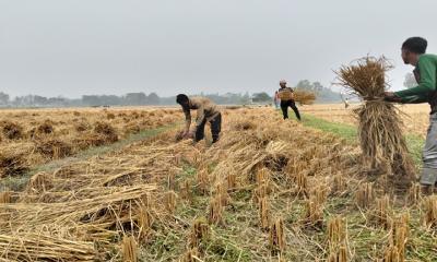 আমন-ধানের বাম্পার ফলনে কৃষকের মুখে হাসি