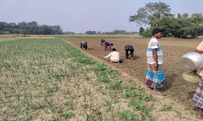 শিবচরে পেঁয়াজের চারা রোপণের ধুম