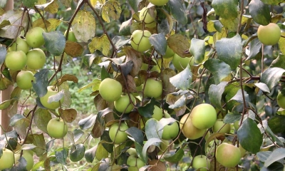 কুলে ভাগ্য বদল ব্রাহ্মণবাড়িয়ার কৃষকদের