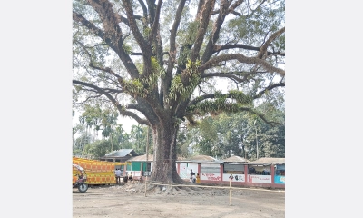 শতবর্ষী মেহগনি গাছের ছায়ায় স্বস্তি