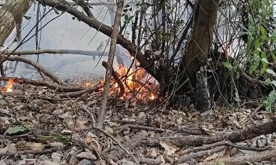 সুন্দরবনে আগুন, তদন্ত কমিটি গঠন