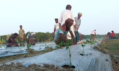 সম্ভাবনাময় চাষ ক্যাপসিকাম