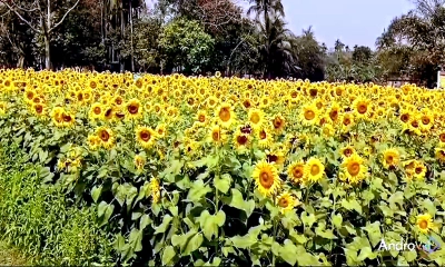 সূর্যমুখী চাষে সফল ইফরান, দর্শনার্থীদের উপচেপড়া ভিড়