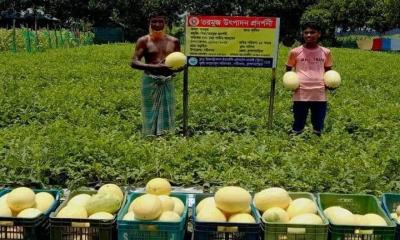 ব্রাহ্মণবাড়িয়ায় গ্রীষ্মকালীন তরমুজ চাষে সফল কৃষকরা