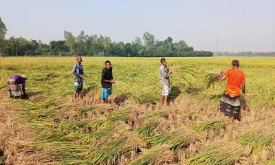 ধান কাটতে মাঠে ব্যস্ত বীরগঞ্জের কৃষকরা