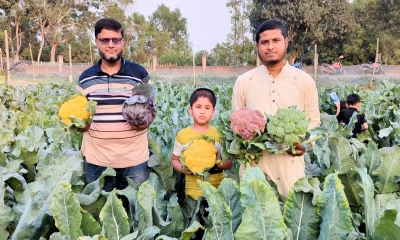 চার রঙের ফুলকপি চাষ করে তাক লাগিয়েছেন লিটন