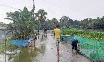 ফরিদগঞ্জে টানা বর্ষণে বিপাকে মৎস্যচাষীরা